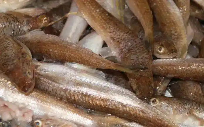 那哥鱼?好特别的名字,之前从未听过.