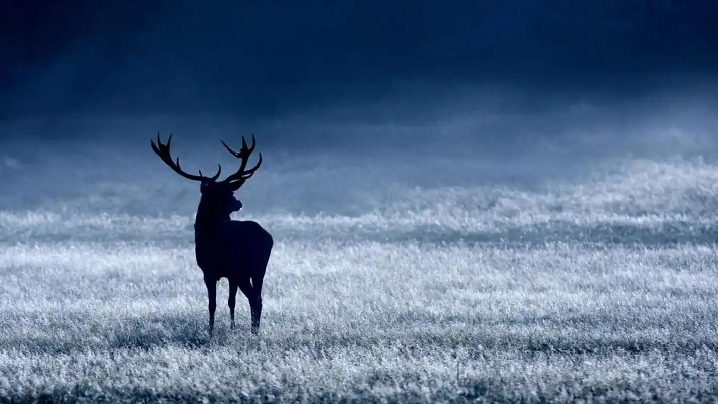 冬天里的麋鹿森系壁纸,冬天里的麋鹿森系电脑桌面壁纸,动物合集-回车