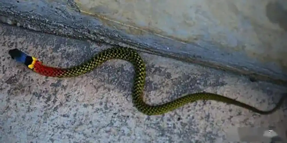 蛇是哺乳动物吗(胎生还是卵生动物)-七暖网