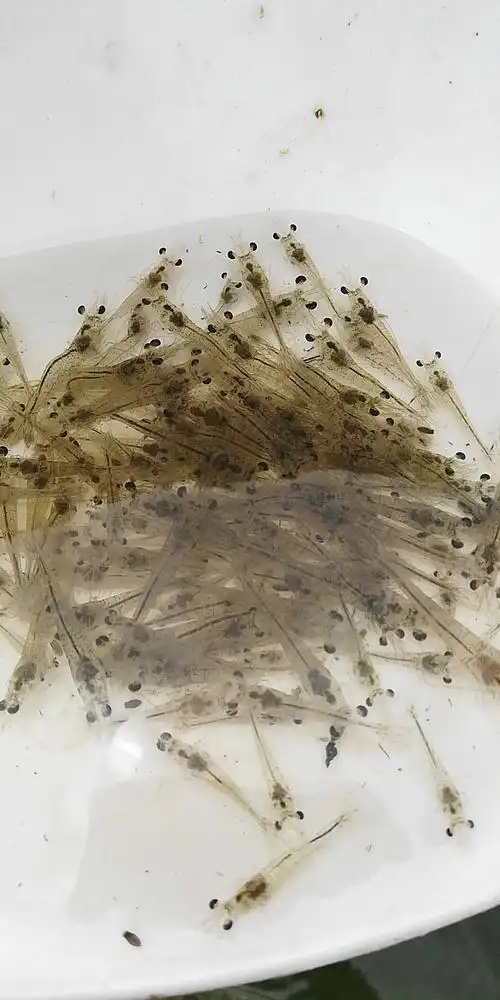 基围虾苗 免费实地学习,包技术提供鱼塘