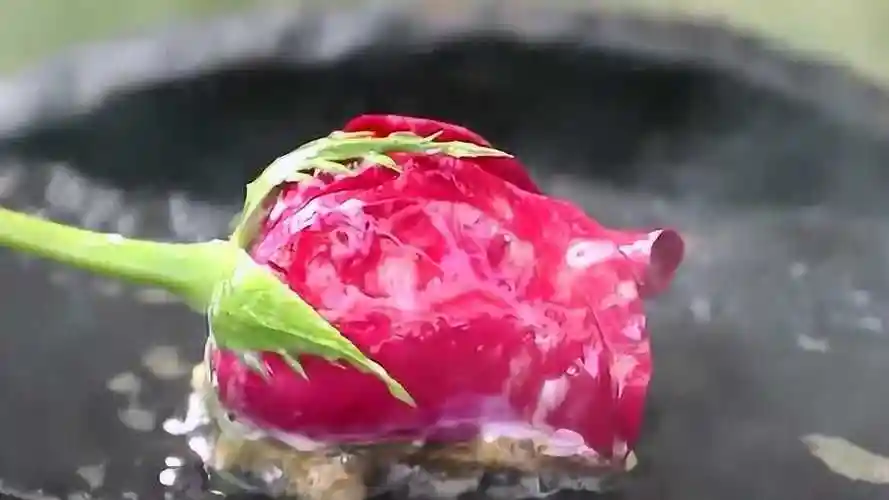 玫瑰花也能吃,看大哥带你感受不一样的烧烤,好像还很好吃的样子!