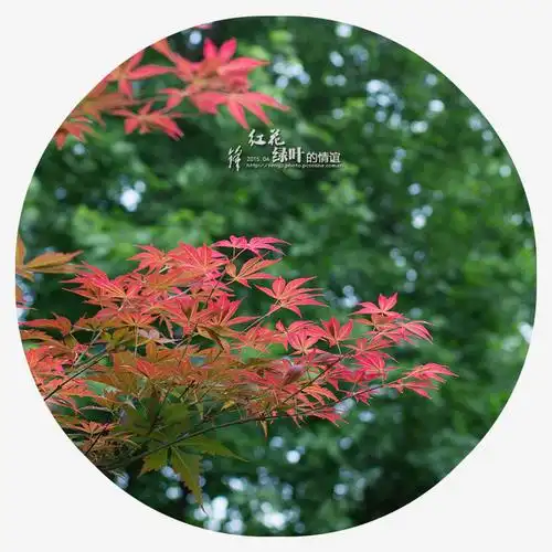 【红花绿叶的情谊】 第 6 幅