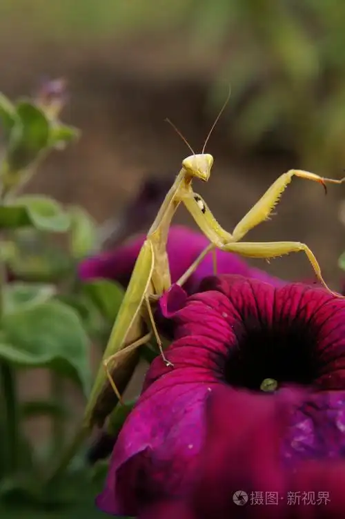 螳螂照片-正版商用图片00n4zn-摄图新视界