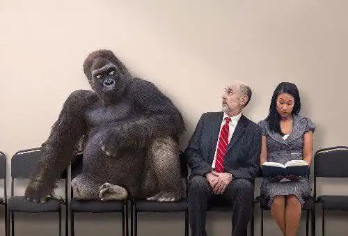 同为灵长类动物人和大猩猩能结合生孩子吗科学家给出答案