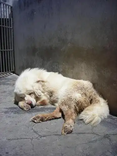 粉红鼻子的白色藏獒