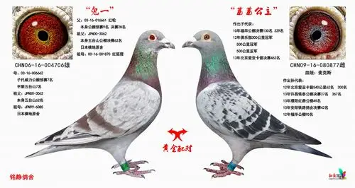 黄金配对_鹤壁铭静鸽舍_ ag188.com爱鸽商城_中国信鸽信息网