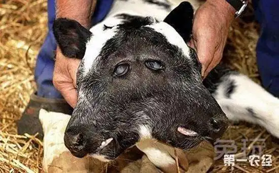 动物变异:世界上十大变异的动物