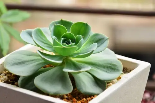 【多肉植物近摄摄影图片】生态摄影_太平洋电脑网摄影部落