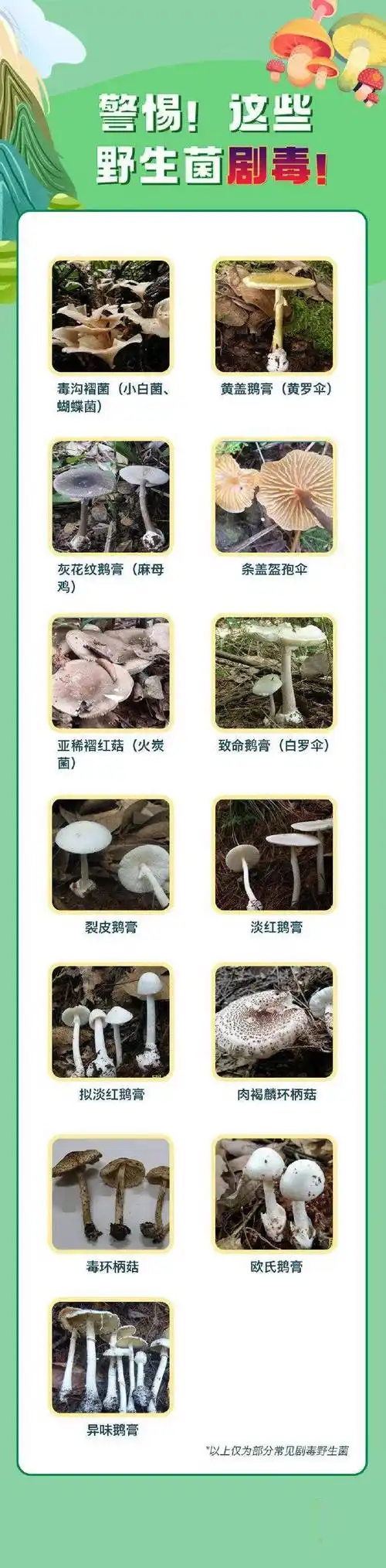 有毒的蘑菇不一定是"红伞伞",颜色低调朴素的也很毒.不要采!不要吃!