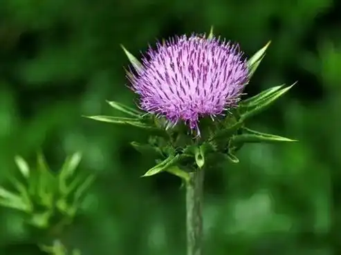 蓟怎么读 蓟字拼音应该怎么念