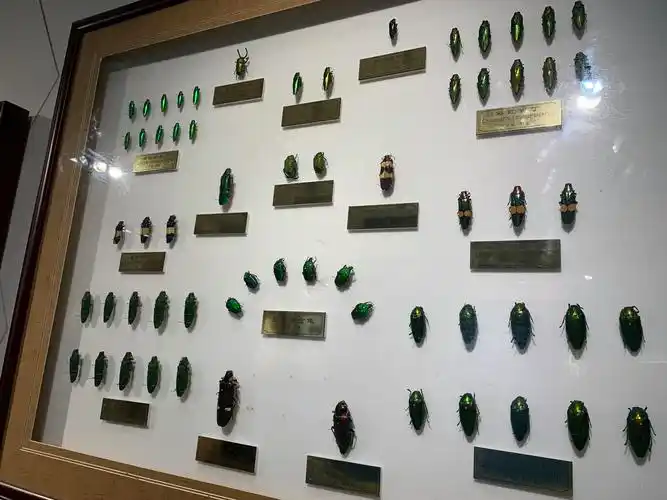 shanghai insect museum昆虫博物馆