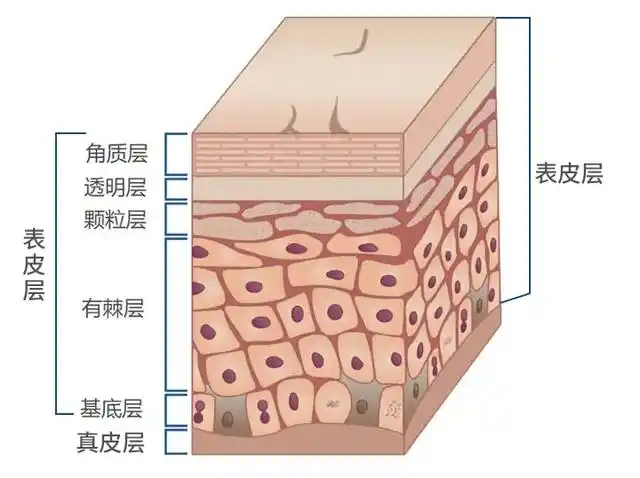 认识我们的肌肤(肌肤秘密:带你认识皮肤组织结构)