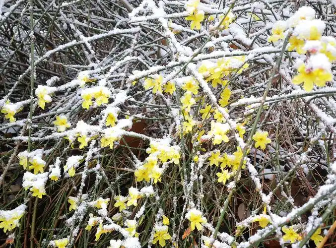 雪中迎春花