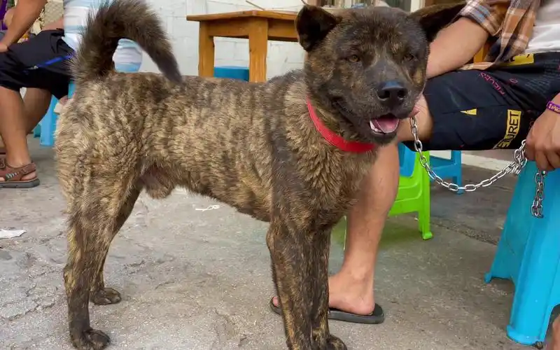 原始虎斑猎犬重现江湖,那种坚定的眼神让人看了都会敬畏三分