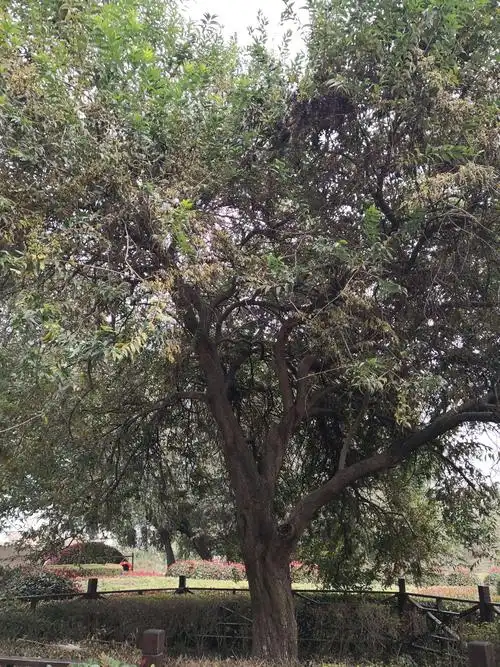 五谷树结五种果实!