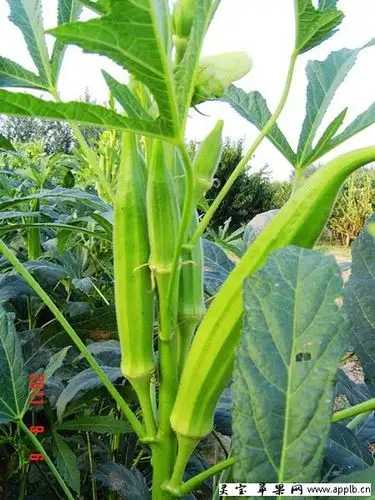 秋葵绿是什么样子?