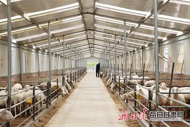 羊场里茁壮生长的湖羊