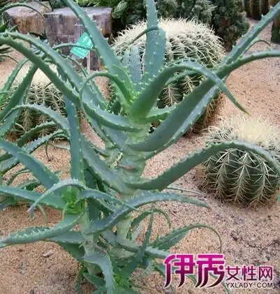 为你盘点龙爪的5大功效