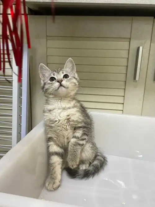 苏州猫咪英短虎斑银白