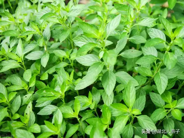 100种野菜(100种野菜图片大全图片 可食用)-英财号