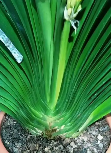 如何养出大坐基的君子兰