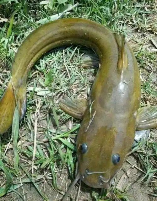 比如大鳍鳠的近亲——斑鳠,也是我们常说的芝麻剑,是极其珍贵的淡水鱼