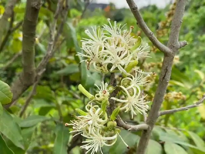 山茱萸科土坛树02alangiumsalviifolium