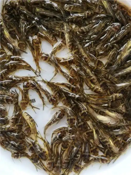 黄骨鱼苗批发 黄骨鱼 大量出售黄颡鱼苗