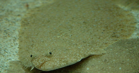 两条鱼体型都是扁的,但一条是侧扁,另一条是平扁,你怎样向别人解释