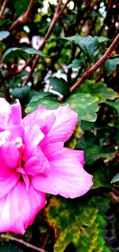 木槿花,韩国的国花,是秋天欣赏的最美的花卉,不仅个大,花形美丽,色彩