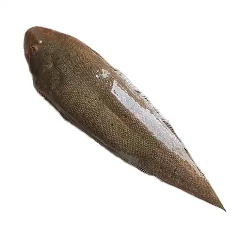 龙利鱼特大野生新鲜活舌头鱼舌鳎鱼无刺踏板鱼东山岛海鲜宝宝辅食