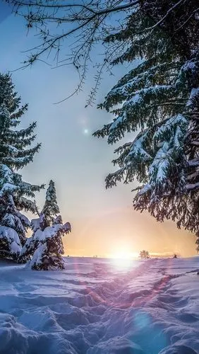 冬天,雪,云杉树,日落,夜晚 iphone 壁纸