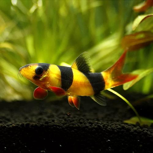 热带观赏鱼三间鼠鱼小丑泥鳅清缸工具小鱼活体红尾蓝鼠鱼苗底层鱼