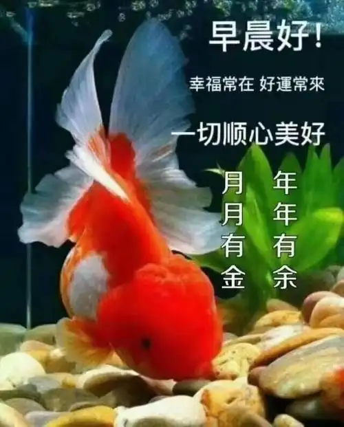 早上好