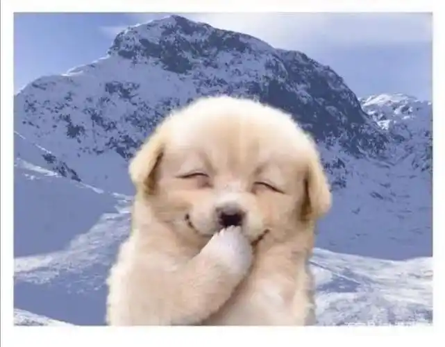 狗狗笑起来的壁纸有吗跪求谢谢了