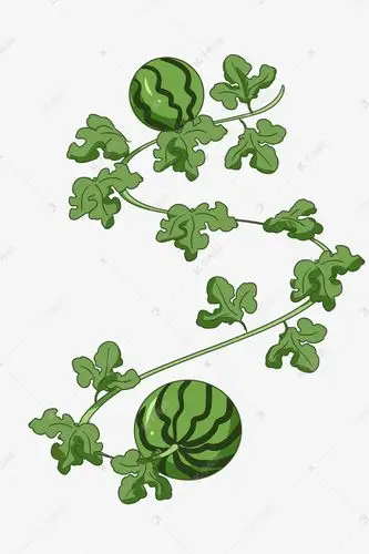 绿色西瓜藤装饰插画素材图片免费下载-千库网