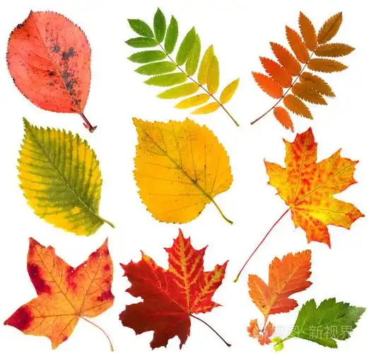集合美丽色彩缤纷的秋天的树叶被隔绝在白色背景上