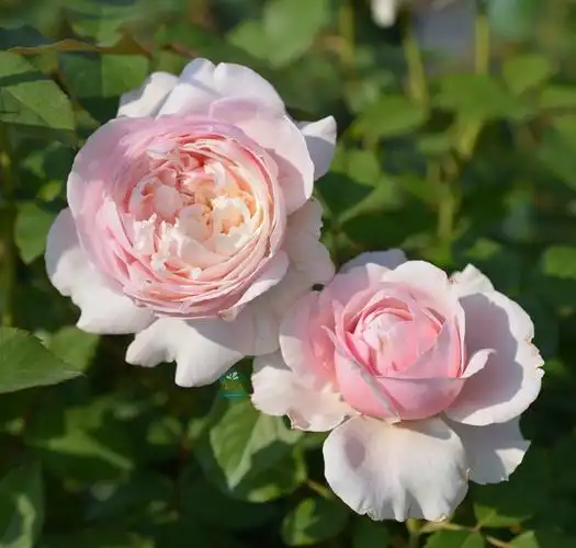 谢莉尔凯拉灌木强香月季回眸庞巴度玫瑰末离园绿植