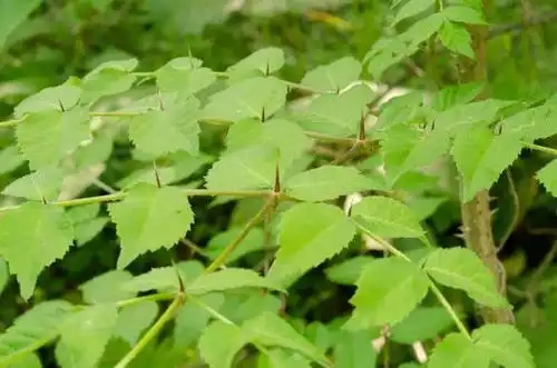 野菜八卦 | 山水隐者:楤木和芡实
