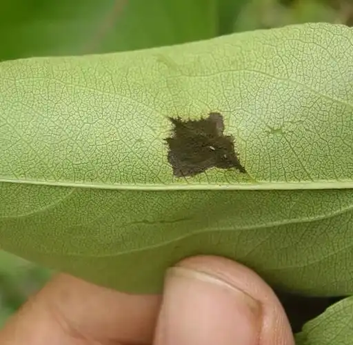 抓住关键时期防好梨树黑星病