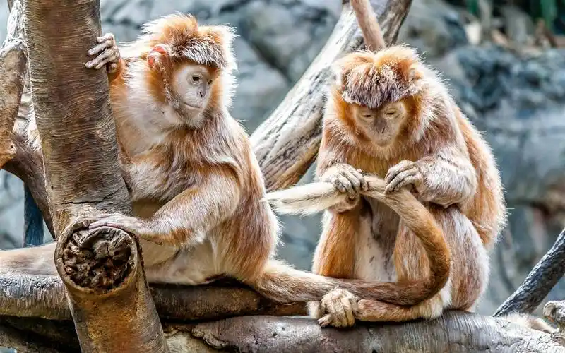 两只猴子,冬天,寒冷 壁纸 | 1920x1200 壁纸下载 | cn.best-wallpaper