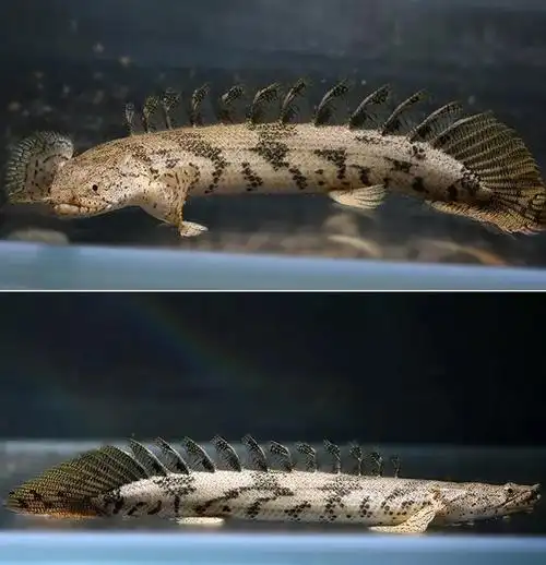 恐龙鱼虎斑恐龙九角恐红眼恐龙热带观赏鱼水族大型鱼宠物活体龙鱼