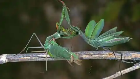 趣宠社:动物的奇趣世界  :母螳螂吃夫不是为下一代