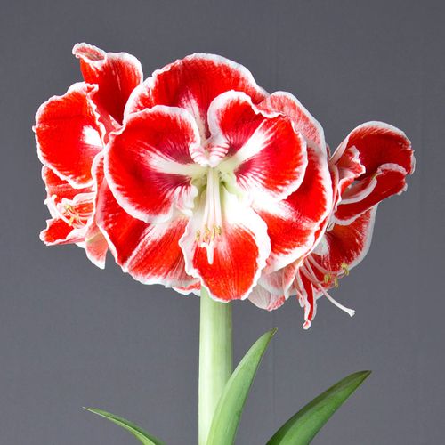 桑巴舞进口朱顶红种球多年生球根观花植物盆栽地栽花卉植物开花球