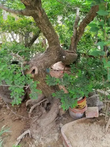 最美榆钱树,只找有缘人