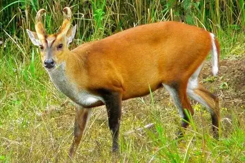 黄麂种苗多少一只是什么动物