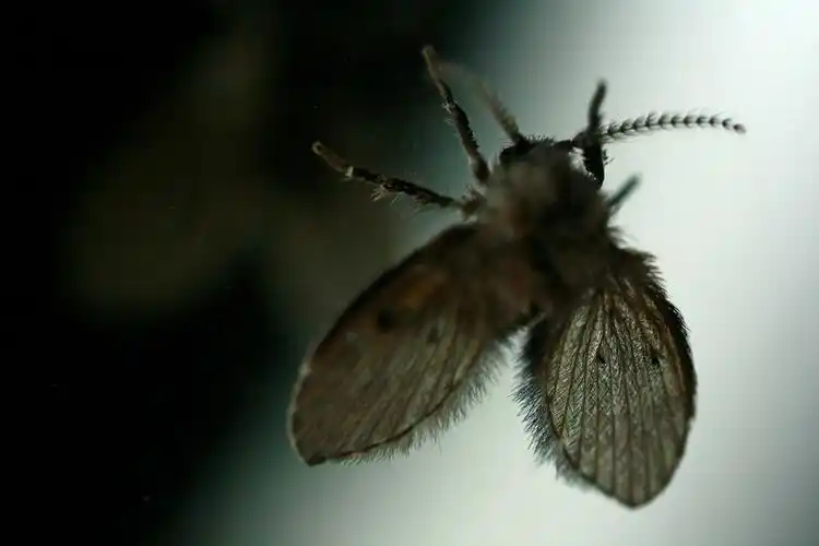 卫生间里的小飞虫:我只做了三件事,整个夏天都没有再见过它们