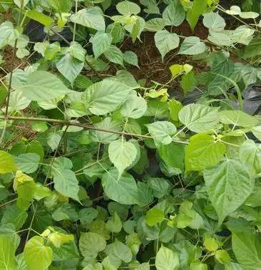 豆腐树苗～观音树～神仙树