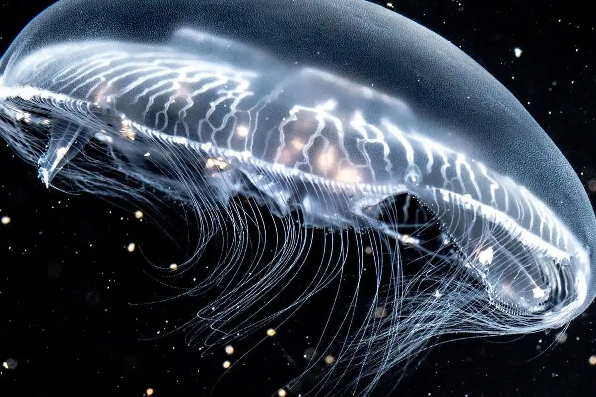 海月水母|最常见的水母之一 98 fantasea·奇妙海洋 	 61.