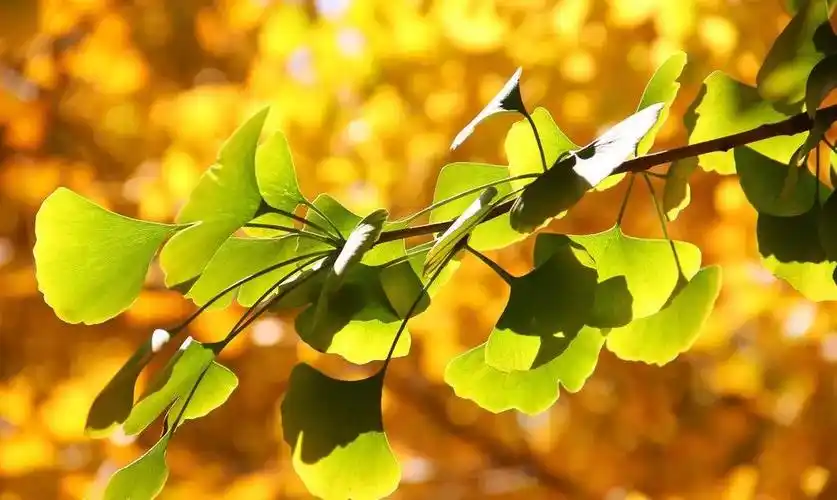 关于银杏叶的唯美说说配图「经典」 _qq说说网